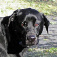 Bosco