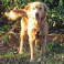 Bailey